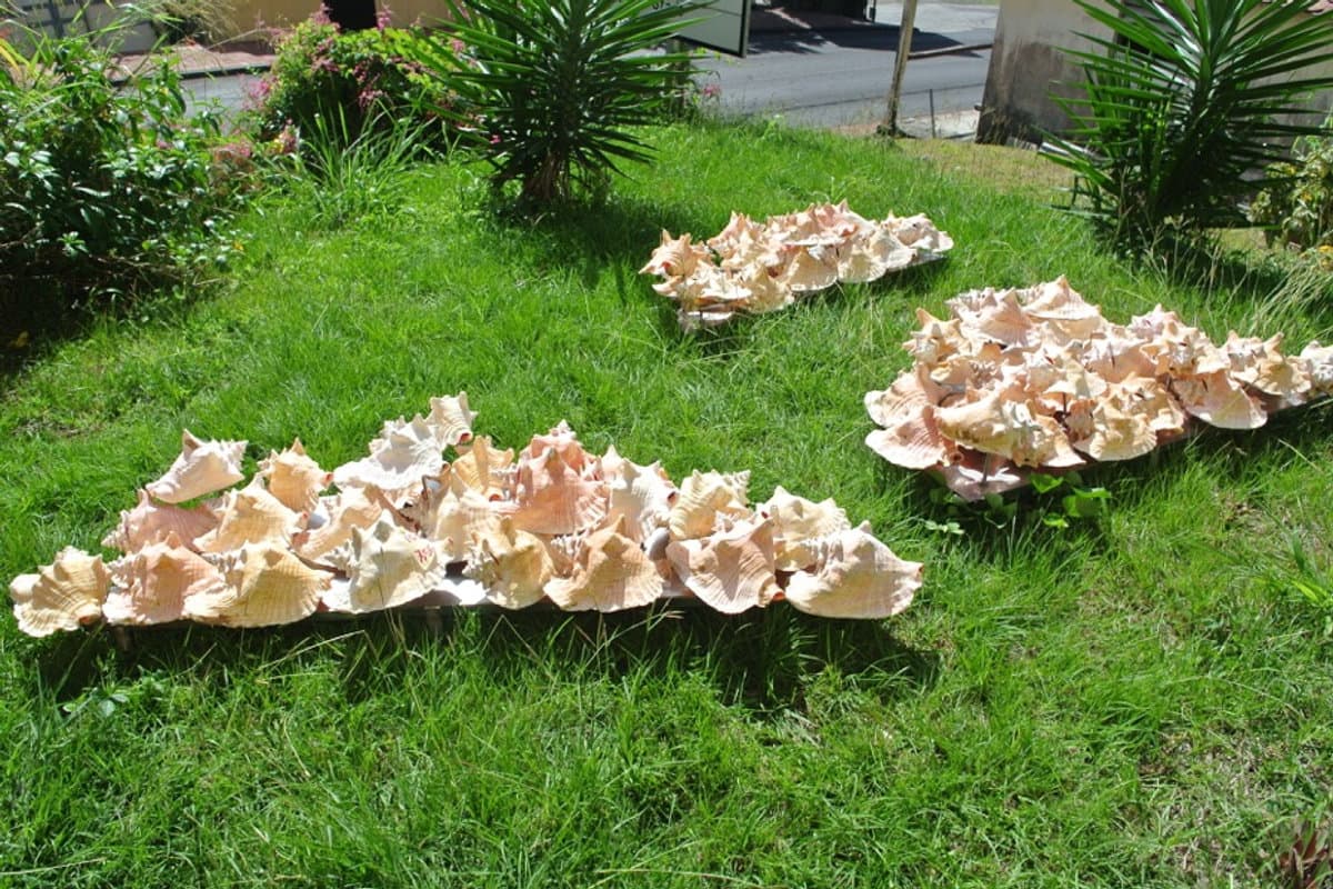 Watabri Trois-Îlets
